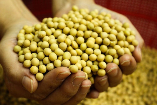 Myths About Soy